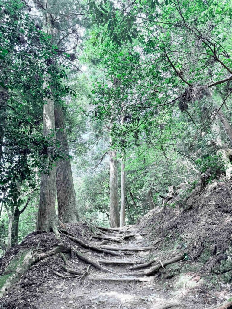 Root-covered hiking trail through a dense cedar forest on Mt. Atago